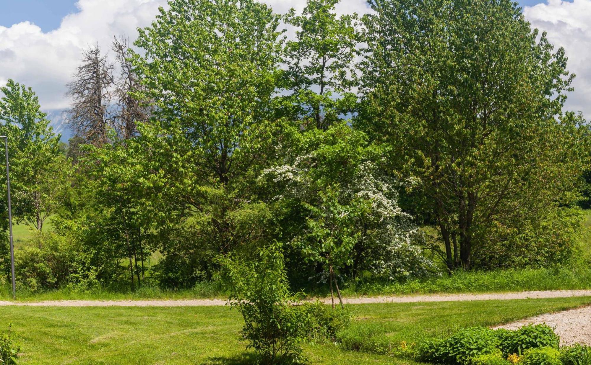 The Nest Apartment Bled Centre Buitenkant foto
